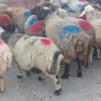 ۲۸ راس میش جوان همه ابستن باب مالداری