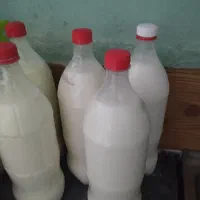 دوغ گوسفند