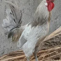 خروس چهل تاج محلی ۳عدد