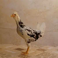 مرغ گلین|حیوانات مزرعه|برازجان, |دیوار