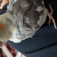 گمشده منصوریه|حیوانات|بهبهان, |دیوار