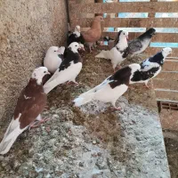 فروش جوجه کبوتر