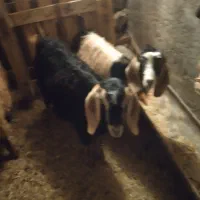 بزغاله ابستن