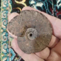 فسیل آمونیت