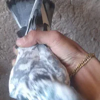 یک عدد ماده سوسکی