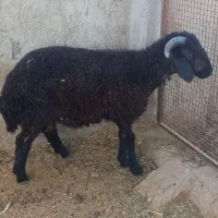 بره سیاه نرشاخی درجه یک مناسب براقوچ