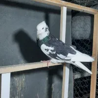 کبوتر شازده سیاه شمرونی سرور سیاه پرشی دوکت کاعذی