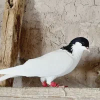 شستی‌ماده