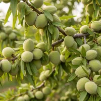 گردو پربار و دیرگل سرمایهگذاری امن|خدمات باغبانی و درختکاری|اراک, |دیوار