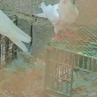 طوقی اجری9عدد|پرنده|بستک, |دیوار