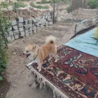 سگ پاپی|سگ|باغ بهادران, |دیوار