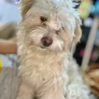 سگ شیتزو نر و ماده جفت