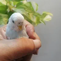 مرغ عشق آبی اسمونی