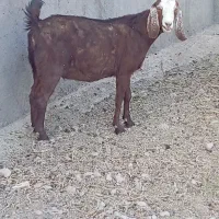 بز دورگ آبستن بره میش|حیوانات مزرعه|قائن, |دیوار