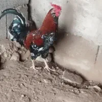 فروش خروس محلی