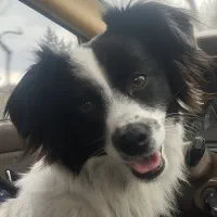 واگذاری بوردر کالی اشپیتز