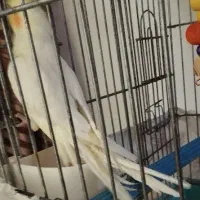 عروس هلندی بچه نیمه دستی بدون قفص|پرنده|شیراز, پودنک|دیوار