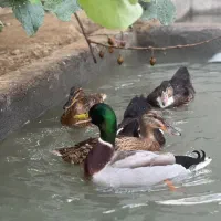 غاز و اردک|حیوانات مزرعه|عباس‌آباد, |دیوار