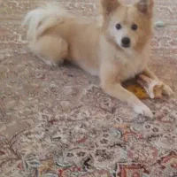 گمشده محدوده هشتگرد|حیوانات|هشتگرد, هشتگرد قدیم|دیوار