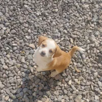 فروش سگ|سگ|مزرعه کتول, |دیوار