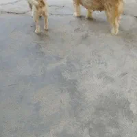 سگ پاکوتاه