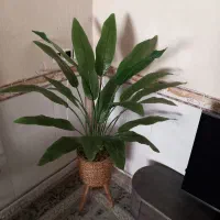 درختچه پرنده بهشتی ۱ونیم متر|گل مصنوعی|جوانرود, |دیوار