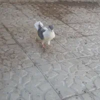 کبوتر شیرازی یه کتف کلایی نر