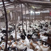 اردک گوشتی چاغ فروش فوری