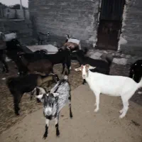 فروش انواع دام زنده