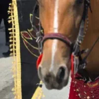 اسب مادیان ۸ما آبستن|حیوانات مزرعه|فریدونشهر, |دیوار