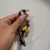 سهره نر ماده