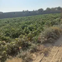 فروش ۴۲۷۰متری زمین کشاورزی روستای تجره|فروش زمین و ملک کلنگی|جوادآباد, |دیوار