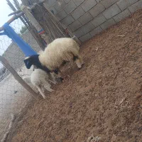 قوچ‌چاق