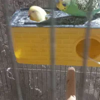 مرغ عشق|پرنده|سیرجان, |دیوار