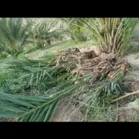 فروش انواع پاچوش نخل|خدمات باغبانی و درختکاری|لار, |دیوار