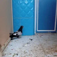 کبوتر سینه ایی