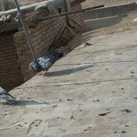 کبوتر|حیوانات|بیجار, |دیوار