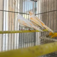 کمربندسیاه.قناری موزاییکی جفت.پرنده