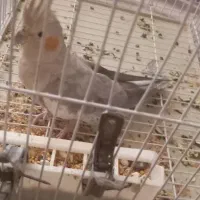 عروس هلندی|پرنده|کرج, شهرک فهمیده|دیوار