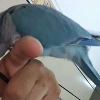 طوطی راهب سخنگو