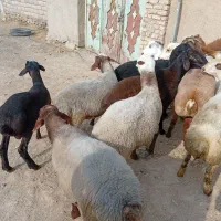کاور نر