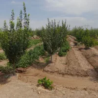 باغ درشهرک آخولا|فروش خانه و ویلا|خسروشاه, |دیوار