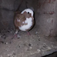 کبوتر عرب|پرنده|ملکان, |دیوار