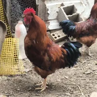 خروس جوان 7ماهه درشت