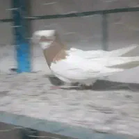 کبوتر طوقی آث