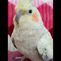 عروس هلندی|پرنده|کیار, |دیوار