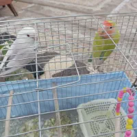 یه جفت طوطی برزیلی نر و ماده با قفس  و غذا