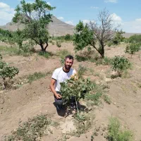 فروش ریشه پسته و گردو بادام