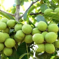 فروش انواع نهال در نهالستان بزرگ سهند