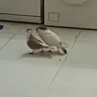 جفتگاه کفتر